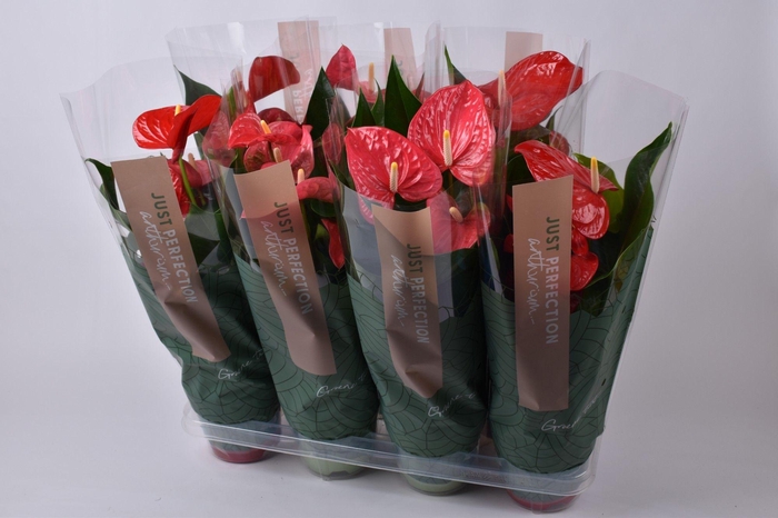 <h4>Anthurium gemengd rood/roze "Just Perfection" (XL Flowers)</h4>
