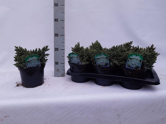 <h4>Juniperus sq. Bleu star</h4>