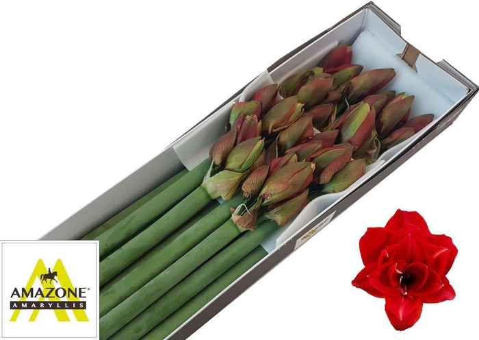 <h4>HIPP DG CHERRY NYMPH</h4>