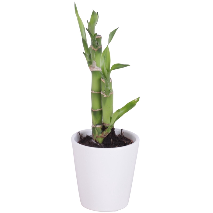<h4>Lucky Bamboo Toef in Ceramic Pot White Ø07cm</h4>