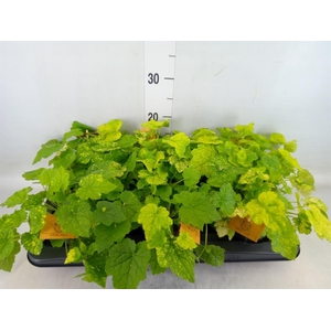 Tolmiea menziesii   ...variegated