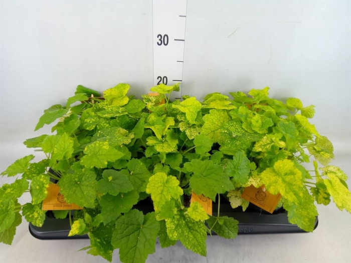 <h4>Tolmiea menziesii   ...variegated</h4>