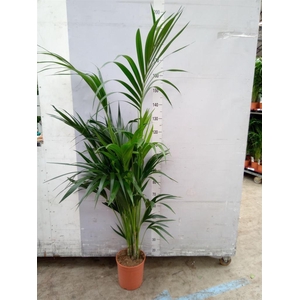 Howea forsteriana