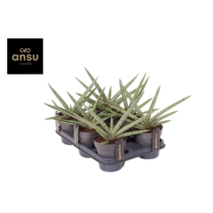 Sansevieria Tiara Stripes