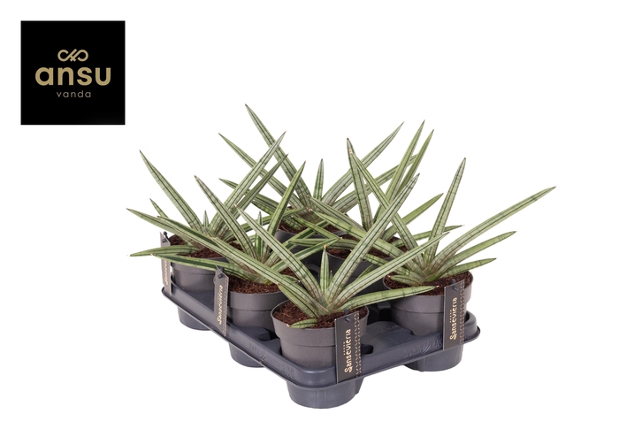 <h4>Sansevieria Tiara Stripes</h4>