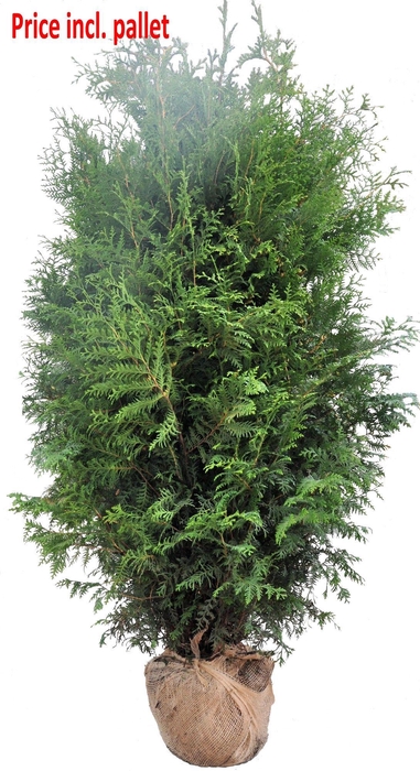 <h4>Thuja occ. Brabant, plantmaat 180-200 cm - Rondgestoken - KLUIT</h4>