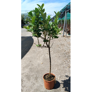 Citrus medica