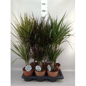 Planten Groen   ...mix  4