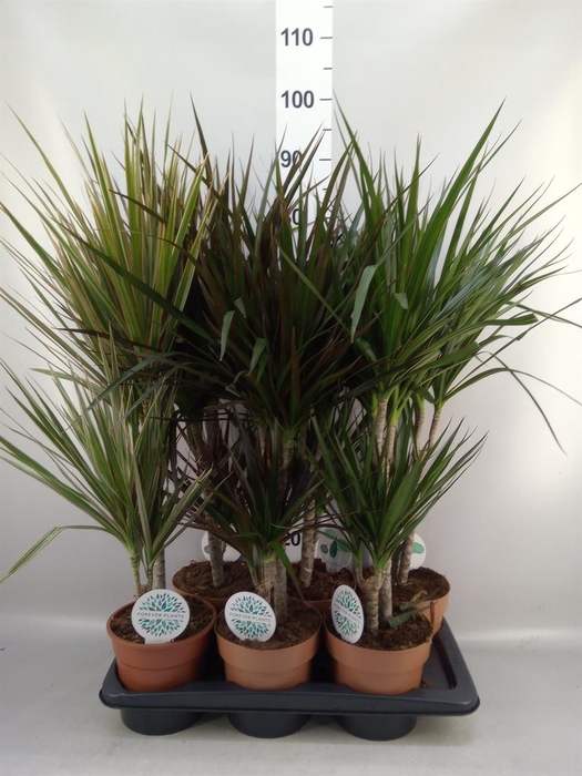 <h4>Planten Groen   ...mix  4</h4>