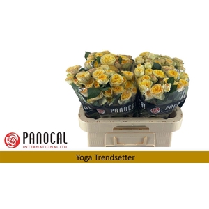 R TR YOG TRENDSETTER