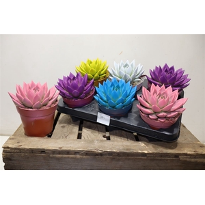 Echev Miranda Painted Mixtray