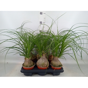 Beaucarnea recurvata
