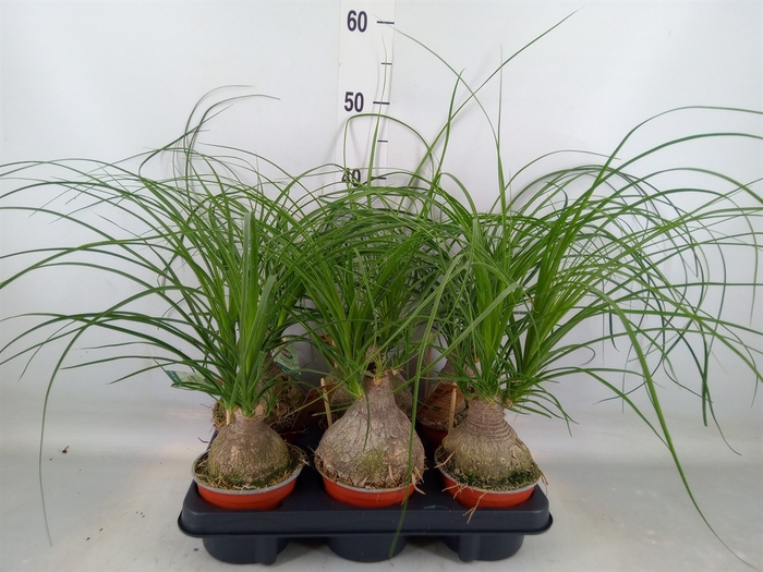 <h4>Beaucarnea recurvata</h4>