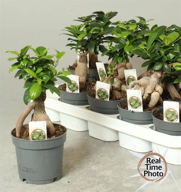 <h4>FIC MI GINSENG</h4>