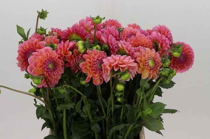 <h4>Dahlia Linda's Baby</h4>