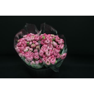 Ranonkel Extra Rose