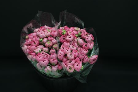 <h4>Ranonkel Extra Rose</h4>