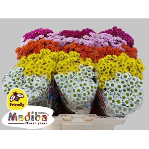 Chr San Madiba Mix 5 Colours Mix Monnikenwaard