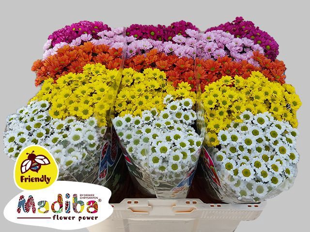 <h4>Chr San Madiba Mix 5 Colours Mix Monnikenwaard</h4>