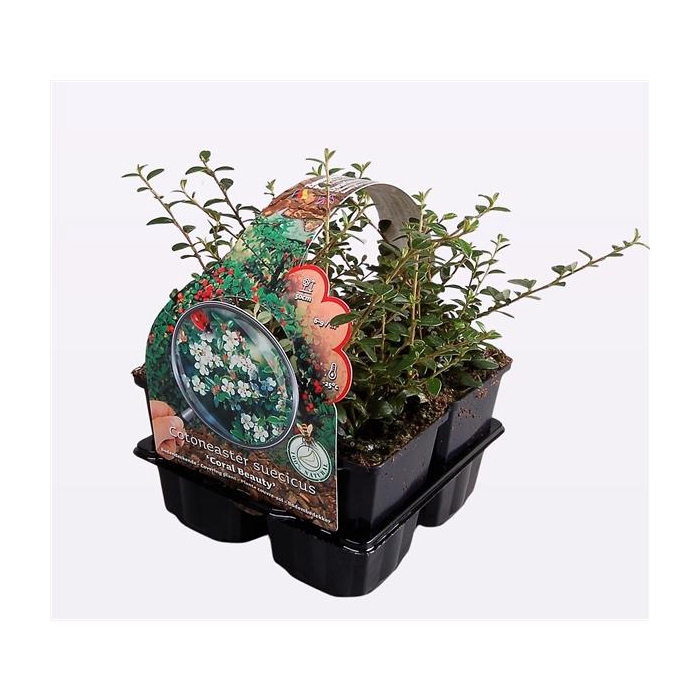 <h4>Cotoneaster suec. 'Coral Beauty'</h4>