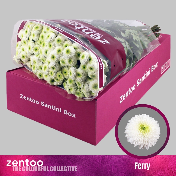 <h4>Chrysanthemum SA 'Ferry'</h4>
