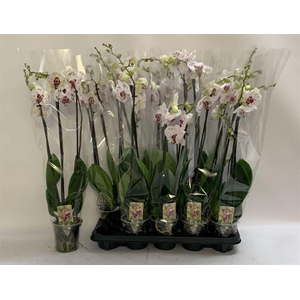 PHAL CALYPSO