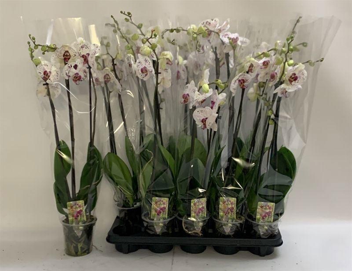 <h4>PHAL CALYPSO</h4>