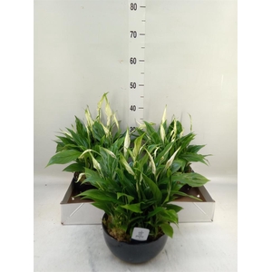 Spathiphyllum  'Pearl Cupido'