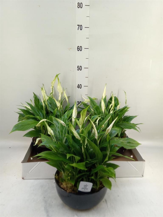 <h4>Spathiphyllum  'Pearl Cupido'</h4>