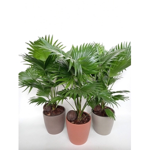 Livistona Boston pot