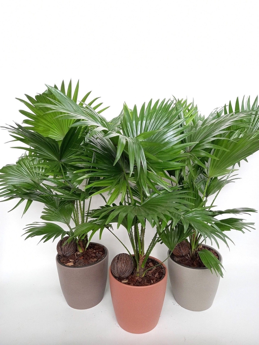 <h4>Livistona Boston pot</h4>