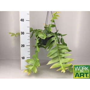 Epiphyllum   ...
