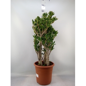 Crassula ovata 'Gollum'