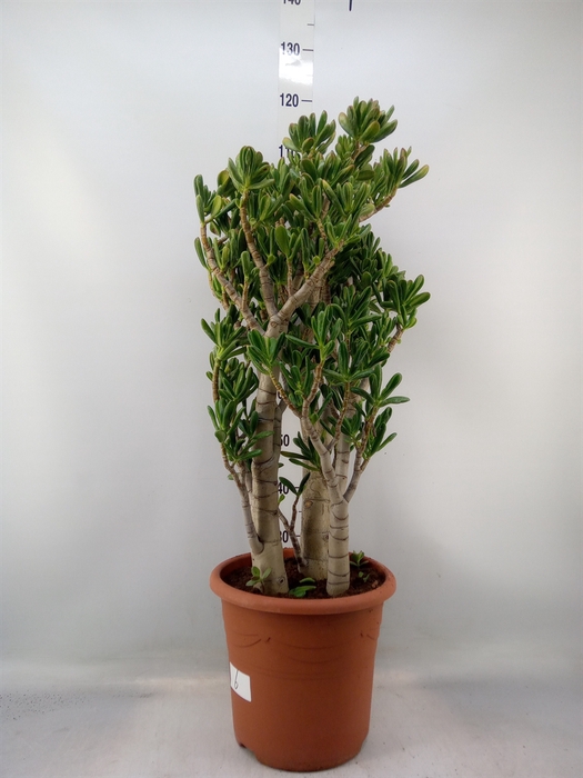 <h4>Crassula ovata 'Gollum'</h4>