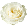 R Gr Mondial White 60cm EC
