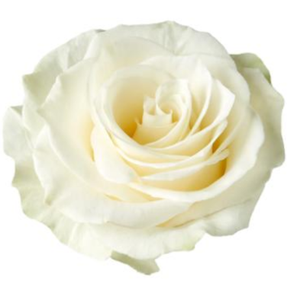 R Gr Mondial White 60cm EC