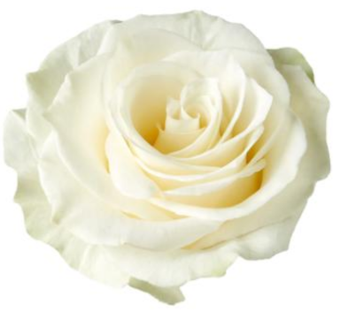 R Gr Mondial White 60cm EC