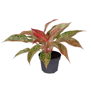 AGLAONEMA ARACEAE p12 prosperity