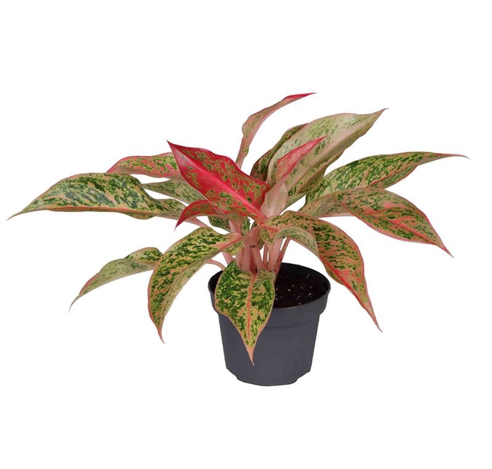 <h4>AGLAONEMA ARACEAE p12 prosperity</h4>