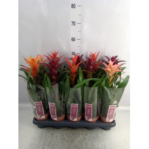 Guzmania   ...mix