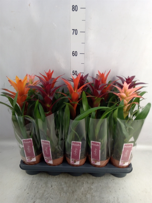 Guzmania   ...mix