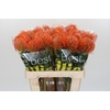 Nutans Ayoba Mandarin Zest