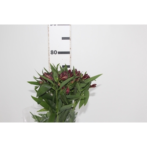 ALSTROEMERIA POMPEII 080 CM