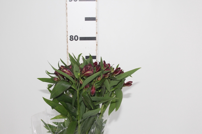 <h4>ALSTROEMERIA POMPEII 080 CM</h4>