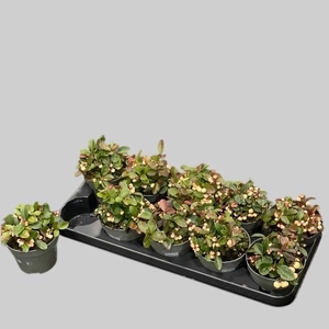 GAULTH PR CIAO B WHI