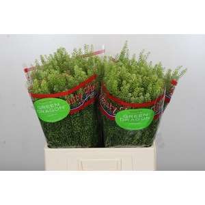Lepidium Green Dragon