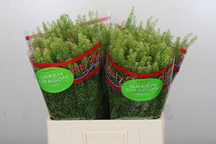 <h4>Lepidium Green Dragon</h4>