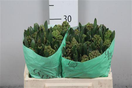 <h4>Hyac Jan Bos</h4>