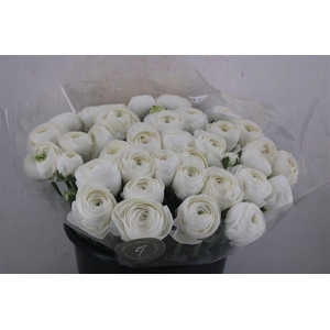 Ran Cloni Sup Wit Cover