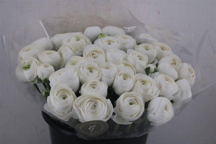 <h4>Ran Cloni Sup Wit Cover</h4>